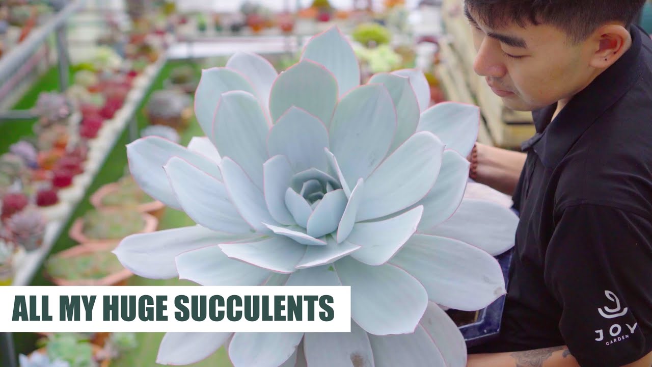 All My HUGE Succulents After 9 Years of Collecting (with ID) - Garden Tour Ep7
