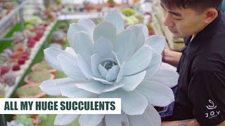 All My HUGE Succulents After 9 Years of Collecting (with ID)  Garden Tour Ep7