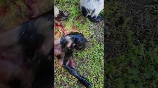 Live Baby Goat Birth,  My Goat Dottie Is In Labor & Delivered Her Baby Goat On Video.