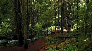 Rikiya - eternal forest (interlude)