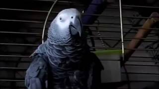 30 THE African Grey! Ruby, The Swearing Parrot  X Rated Parrot   138