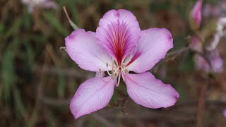 El árbol de las Orquídeas - Bauhinia variegata - Pezuña de vaca - Pata de Vaca - Árbol orquídea