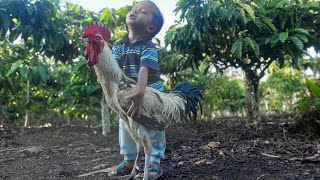 Ayam Pelung Super Jumbo - Kokok Panjang