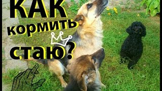Собаки ДЕРУТСЯ ЗА ЕДУ? Важно знать каждому собачнику!!! Собаки ДЕРУТСЯ ЗА ЕДУ? Важно знать каждому собачнику!!!