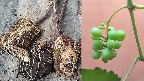 Grape plant air layering at Home !!