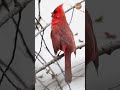 RED RIVALRY: Singing To Claim The Territory