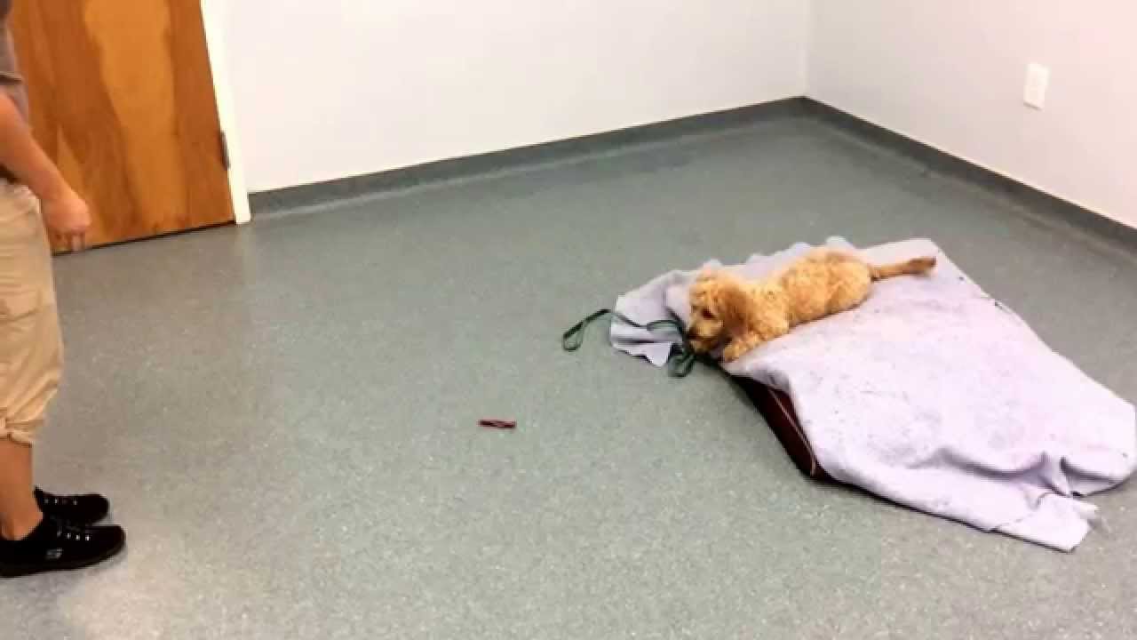 Dog training West Palm Beach Toby practicing leaveit YouTube