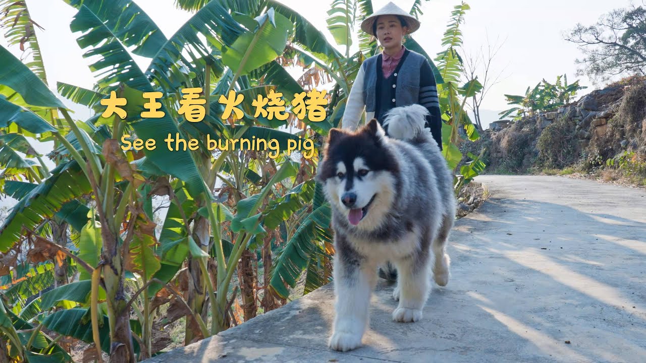 大王很胆小，但又爱凑热闹，高高兴兴陪盆姐去领肉，结果被火吓到逃走......