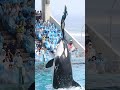 ララとトレーナーさんのリフティング「一心同体!!」 #Shorts #鴨川シーワールド #シャチ #kamogawaseaworld #orca #killerwhale