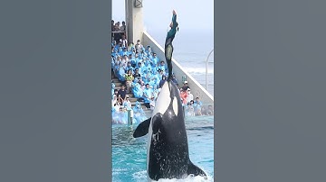 ララとトレーナーさんのリフティング「一心同体!!」 #Shorts #鴨川シーワールド #シャチ #kamogawaseaworld #orca #killerwhale
