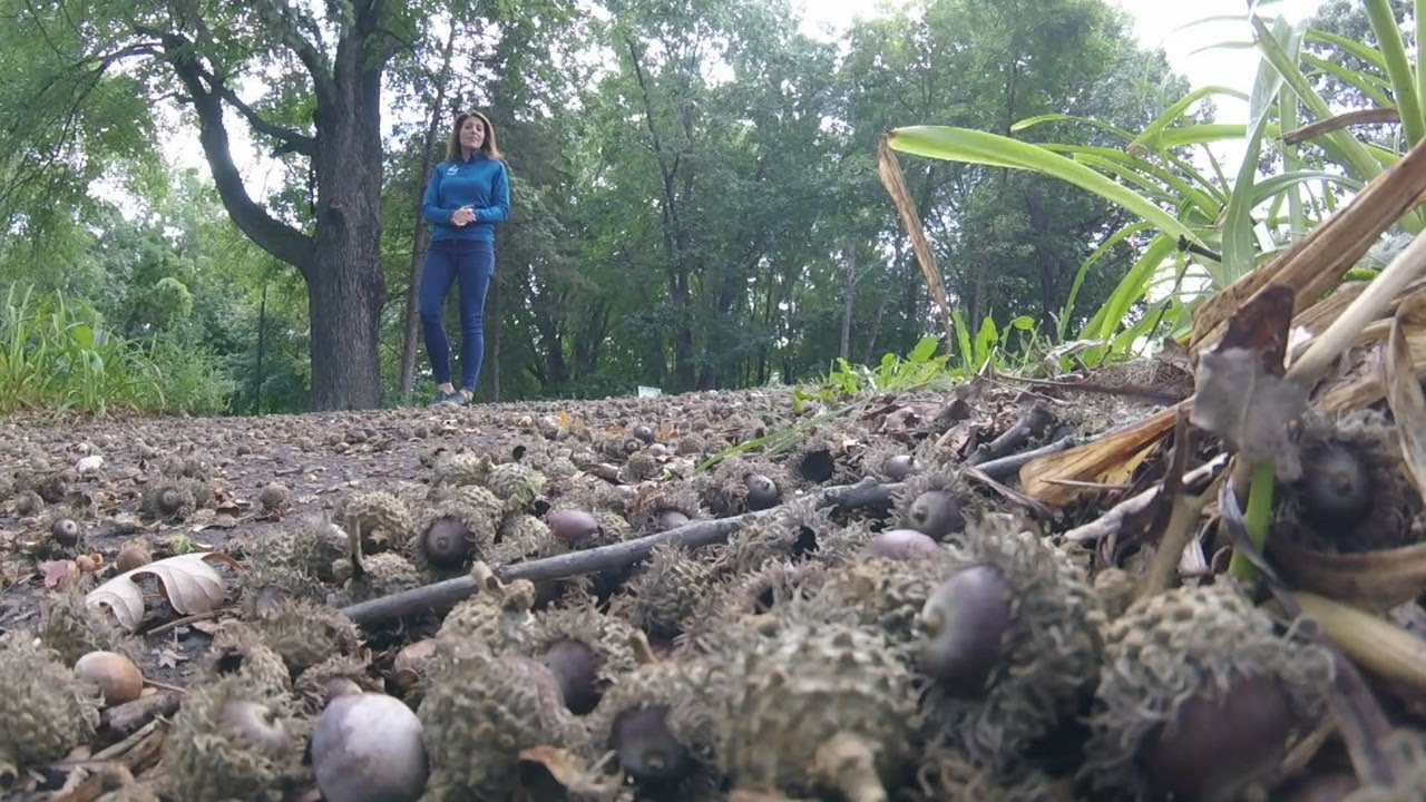 Why Are There So Many Acorns This Year? YouTube