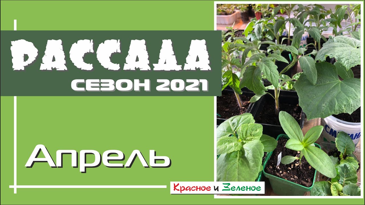 Какие цветы посадить на рассаду в апреле. Рассада в апреле.