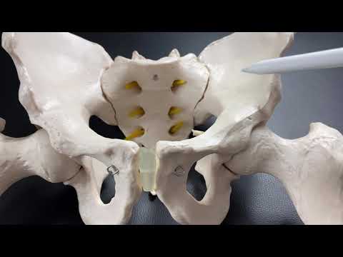 Basic anatomy of pelvic girdle (English) - YouTube