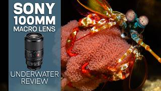 Sony 100mm Macro Lens Underwater Review