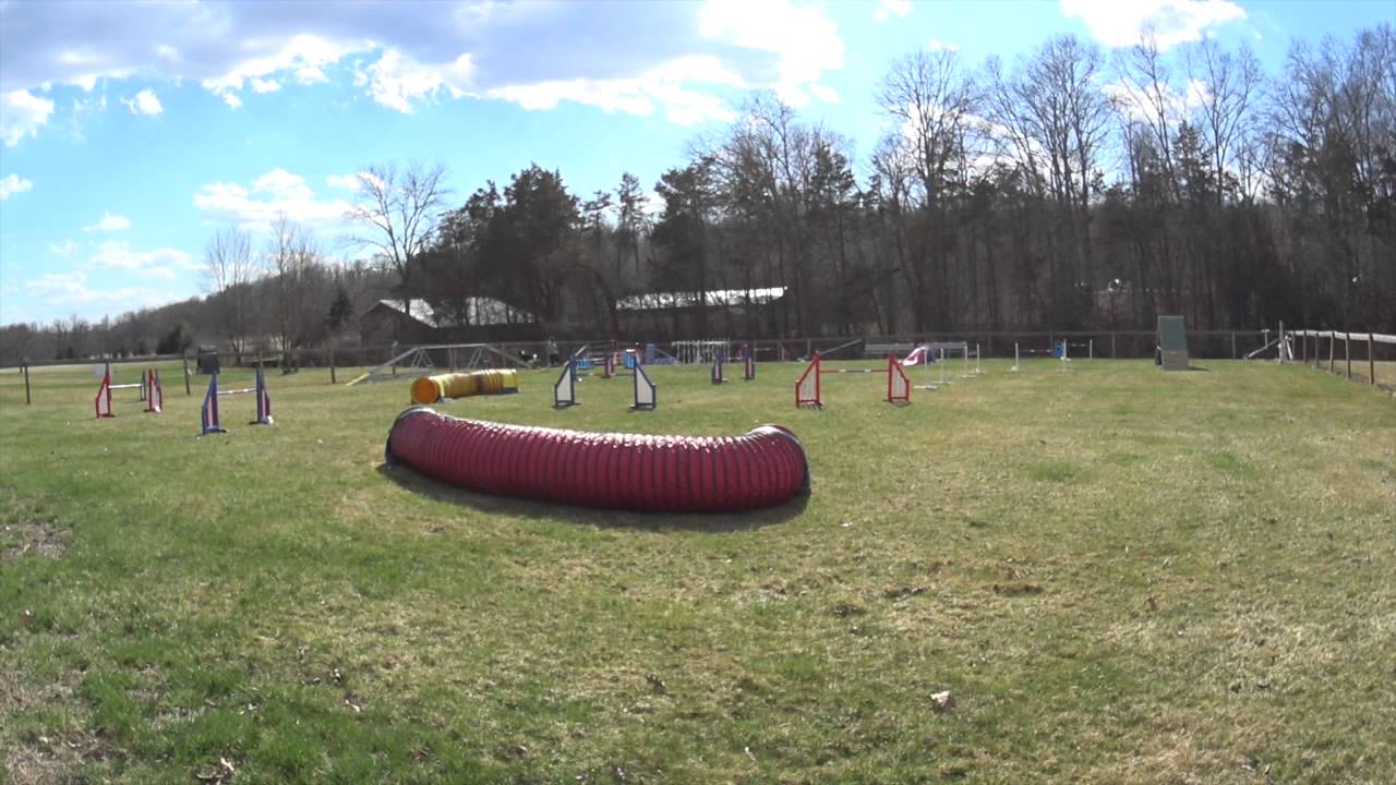 Agility Training at K9 Team Training YouTube