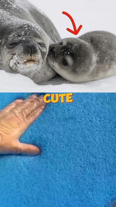 Hey Siri How Do U Say Seal In French hey Siri how do you say seal in french sound by @TheManniiShow#funny #