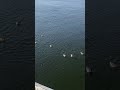 #астрахань #волга #дикиеутки #утки