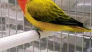 Masteran lovebird mp4