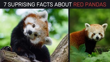 7 Surprising Facts About Red Pandas! 🐾 | Fascinating Wildlife Facts