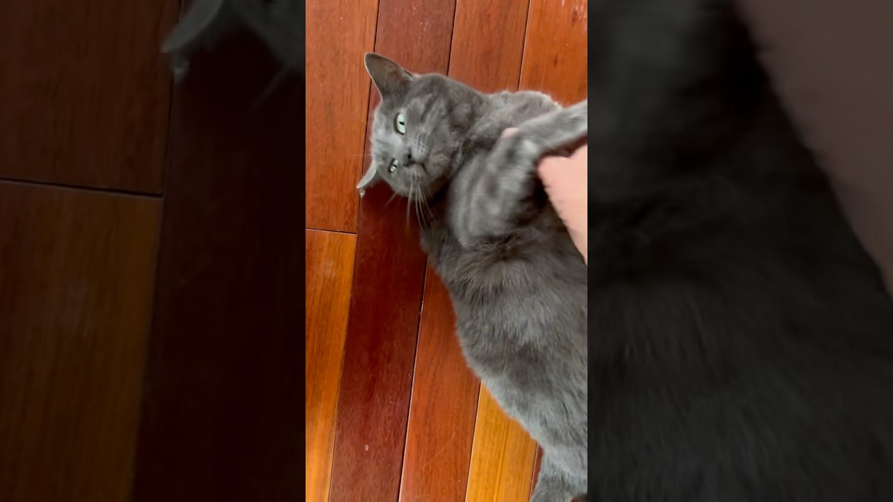 All Gray Tabby Cat Facts 🙀