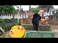 Xem Đi Xem Lại 10000 Lần Vẫn Buồn Cười Với Mao Đệ - Comedy Videos 2021