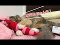 【#stayhome】エビのぬいぐるみをあげたら夢中になった猫