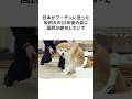 ロシアに渡った秋田犬#shorts