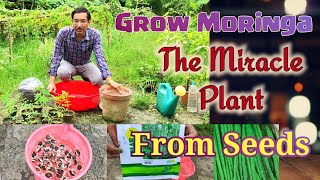 Growing Moringa or Drumstick Plants from Seeds is so easy that you wont believe