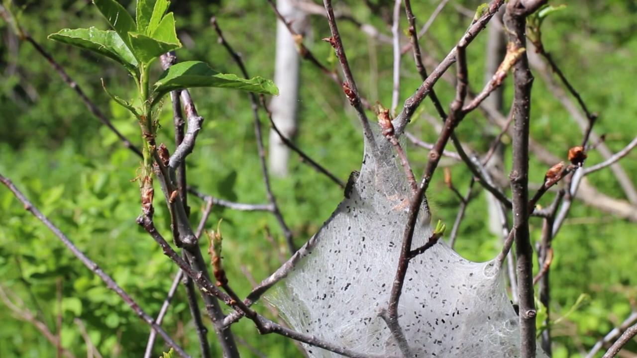 Silk Worms in Big Cottonwood Canyon YouTube