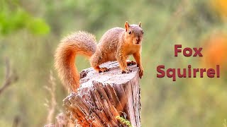 Fox Squirrel