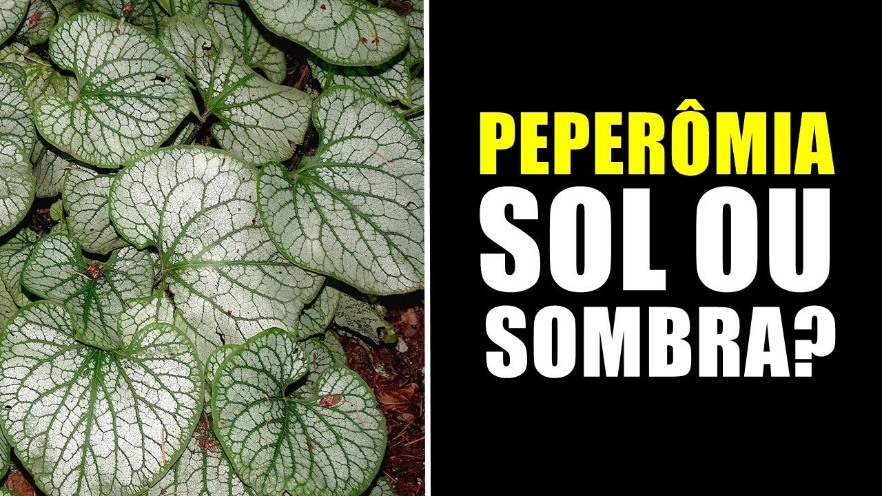 PEPERÔMIA GOSTA DE SOL OU SOMBRA? - YouTube