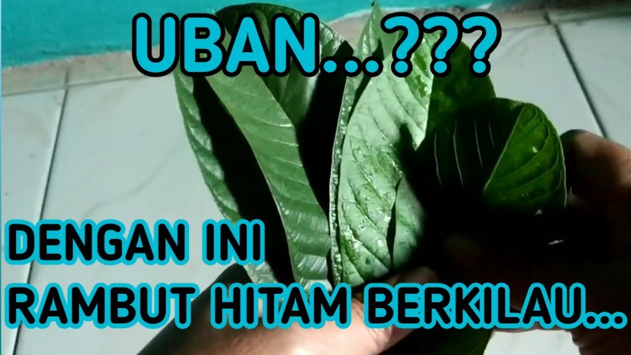 UBAN Dengan  Ini Uban Di rambut  Hitam Selamanya 