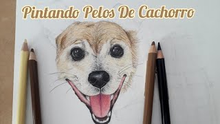 Como desenhar e pintar cama de cachorro para crianças. Desenho, pintura e  brilho de cama de cachorro 