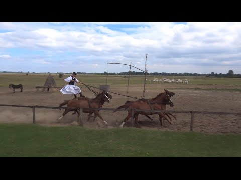 Video: Hongaarse paardenshow op de Puszta