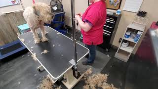 Wheaton Terrier haircut-5 months growth by Grooming with Lauren 1,106 views 4 years ago 44 minutes