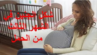 شكل الجنين في الشهر الثالث من الحمل