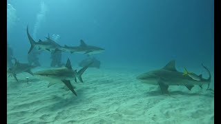 Scuba Diving with Bull Sharks & Reef Sharks & Tigers  Bull Shark Dominates a Reef Shark!!!!!!!!!!!