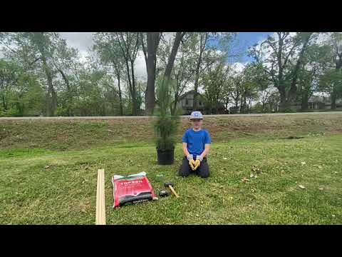 Crew Plants A Loblolly Tree