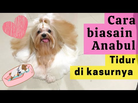 Video: Cara Memilih Tempat Tidur Anjing yang Baik