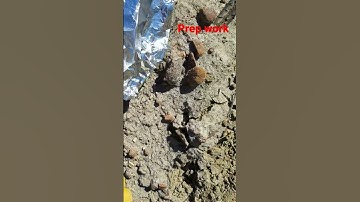 Fossilized Turtle | Prep work for extraction #shorts #fossil