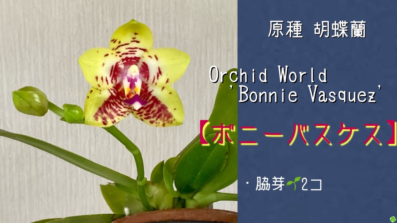 2024年2月17日 原種の胡蝶蘭【ボニーバスケス】 脇芽🌱から育てて2年