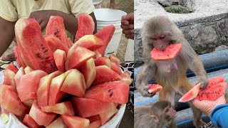 So beautiful monkey & dog feeding video || monkey ate slice of watermelon