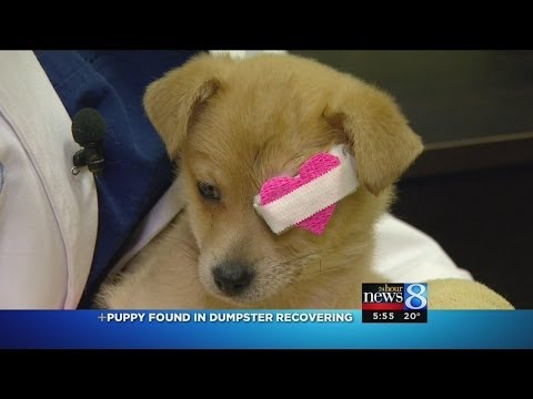 Video: Hišni ljubljenček: Skrbnik za posadke Ob psehirurgiji, nov zagon za mladička najden v košu za smeti