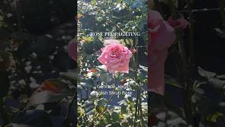 Download Lagu English Rose 🌹 Propagation From Cuttings | #gardening #followalong #rosepropagation #gertrudejekyll MP3 Download Lagu English Rose 🌹 Propagation From Cuttings | #gardening #followalong #rosepropagation #gertrudejekyll MP3