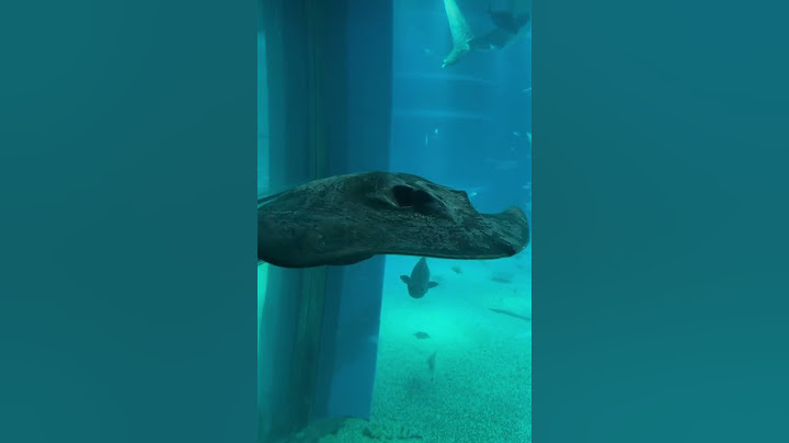 D largest aquarium in Japan Osaka Aquarium Kaiyukan #osaka #japan #explore #shorts #aquarium