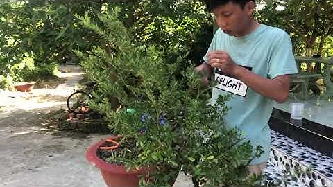 Tỉa cành, tháo dây và định hình lại cho cây linh sam sông hinh | Lh mua cây 0979582872 ( zalo,fb )