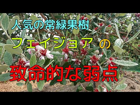 フェイジョアの致命的な弱点 Youtube