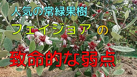 フェイジョア 島 発見 物