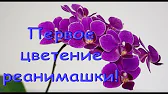 Орхидеи,узамба́рские фиалки,Самара🌺