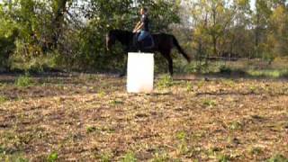 GT Joe : canter with simple change